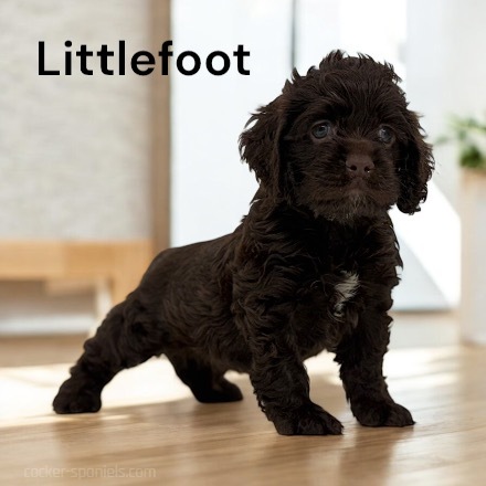 puppy, for, sale, Cocker Spaniel, Joe & Cherri  Overlease, dog, breeder, Miller, MO, dog-breeder, puppy-for-sale, forsale, nearby, find, puppyfind, locator, puppylocator, aca